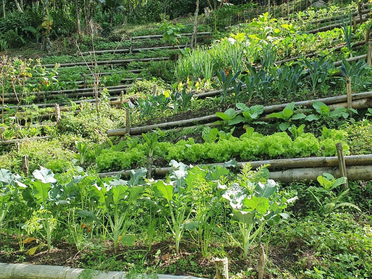 Ecofinca Fuente Alegre Cocorná Buitenkant foto